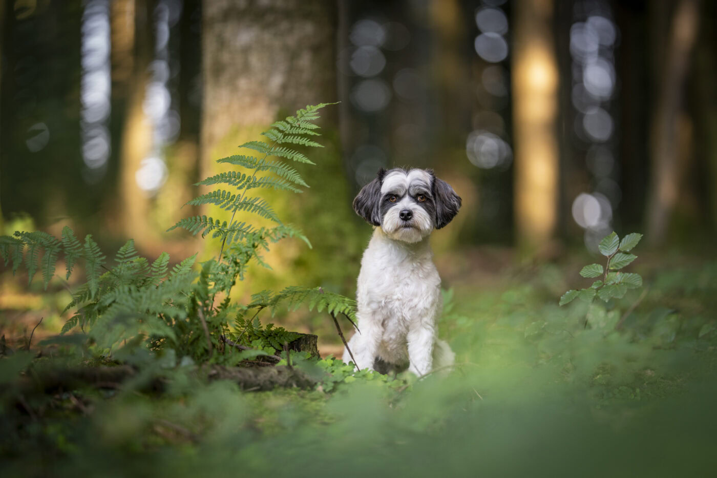 hundeshooting060