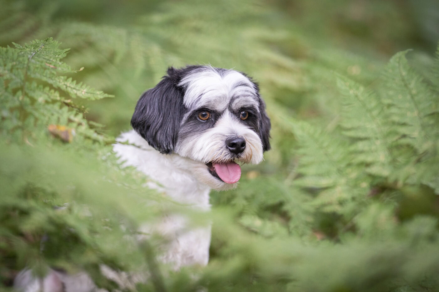 hundeshooting061