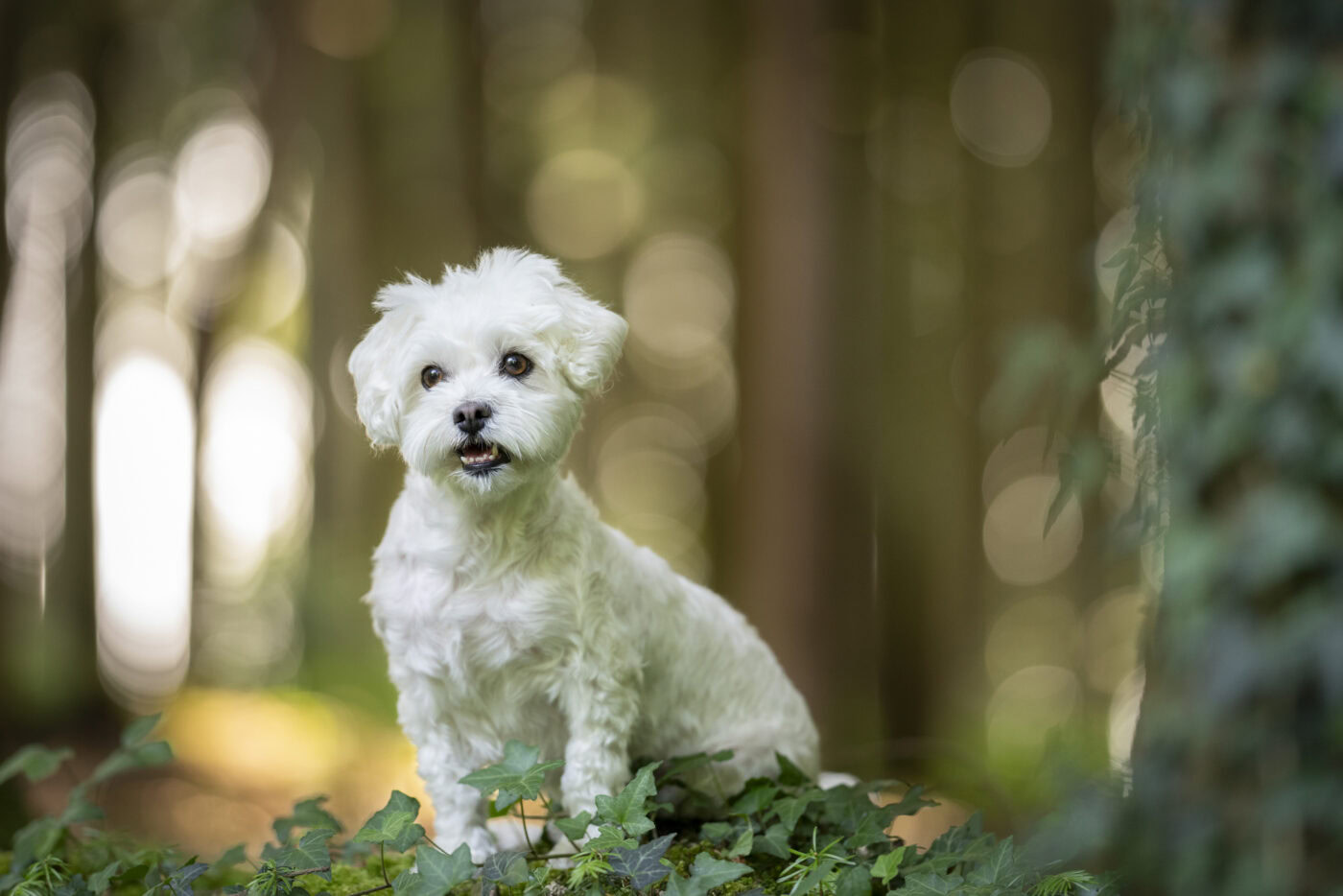hundeshooting062