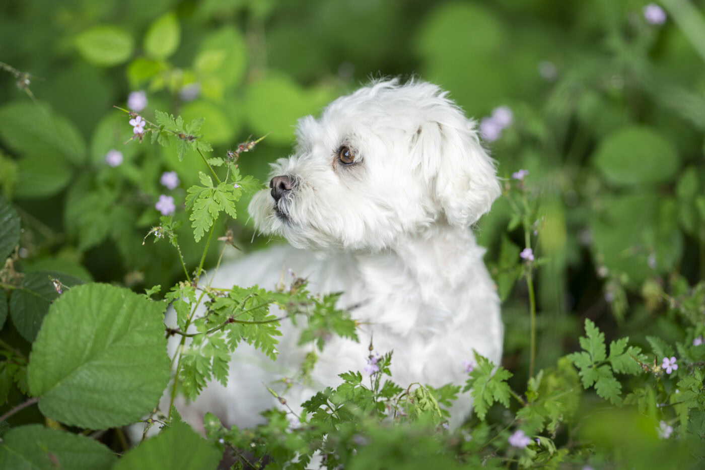 hundeshooting063