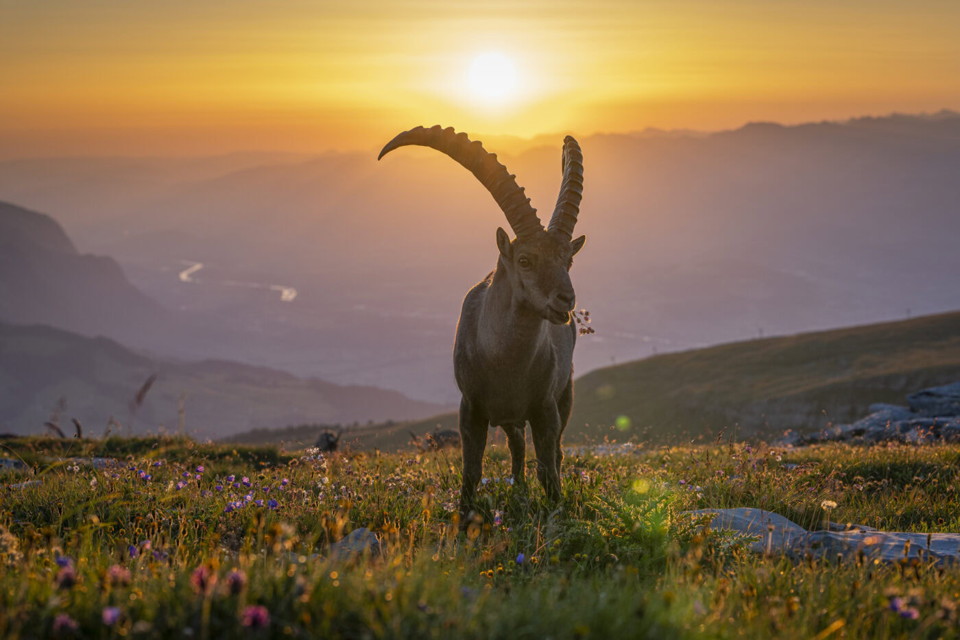 wildlife119